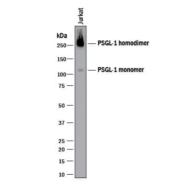 Western Blot PSGL-1/CD162 Antibody (688101) [Unconjugated]