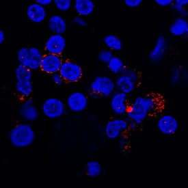 Immunocytochemistry PSGL-1/CD162 Antibody (688124) [Unconjugated]