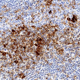 Immunohistochemistry PSGL-1/CD162 Antibody (688124) [Unconjugated]