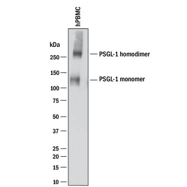 Western Blot PSGL-1/CD162 Antibody (688124) [Unconjugated]