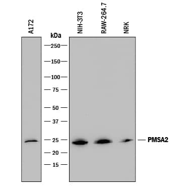 Western blot shows lysates of A172 human glioblastoma cell line, NIH-3T3 mouse embryonic fibroblast cell line, RAW 264.7 mouse monocyte/macrophage cell line, and NRK rat normal kidney cell line. PVDF membrane was probed with 0.2 µg/mL of Mouse Anti-Human/Mouse/Rat PSMA2 Monoclonal Antibody (Catalog # MAB7639) followed by HRP-conjugated Anti-Mouse IgG Secondary Antibody (Catalog # HAF018). A specific band was detected for PSMA2 at approximately 25 kDa (as indicated). This experiment was conducted under reducing conditions and using Immunoblot Buffer Group 1.