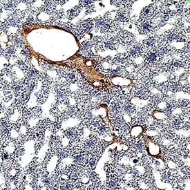 Immunohistochemistry P-Selectin/CD62P Antibody [Unconjugated]