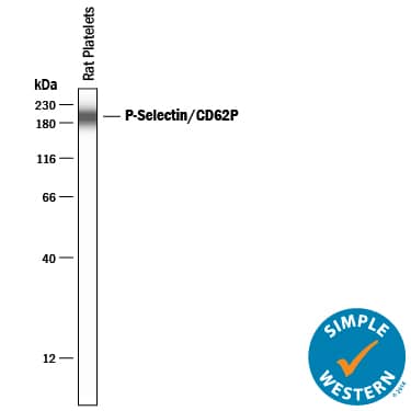 Simple Western P-Selectin/CD62P Antibody [Unconjugated]