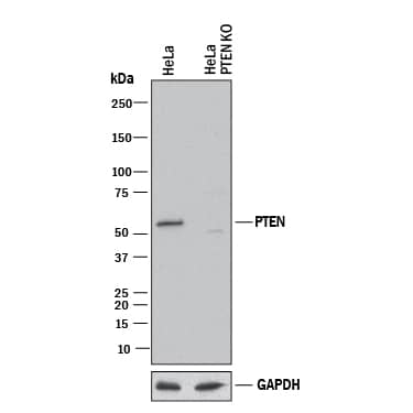 <b>Genetic Strategies Validation. </b>Western blot shows lysates of HeLa human cervical epithelial carcinoma parental cell line and PTEN knockout HeLa cell line (KO). PVDF membrane was probed with 0.1 µg/mL of Rabbit Anti-Human/Mouse/Rat PTEN Antigen Affinity-purified Polyclonal Antibody (Catalog # AF847) followed by HRP-conjugated Anti-Rabbit IgG Secondary Antibody (Catalog # HAF008). A specific band was detected for PTEN at approximately 55 kDa (as indicated) in the parental HeLa cell line, but is not detectable in knockout HeLa cell line. GAPDH (Catalog # AF5718) is shown as a loading control. This experiment was conducted under reducing conditions and using Immunoblot Buffer Group 1.