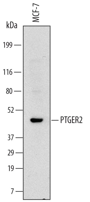 Western blot shows lysates of MCF-7 human breast cancer cell line. PVDF Membrane was probed with 2 µg/mL of Human PTGER2 Monoclonal Antibody (Catalog # MAB6656) followed by HRP-conjugated Anti-Mouse IgG Secondary Antibody (Catalog # HAF007). A specific band was detected for PTGER2 at approximately 45 kDa (as indicated). This experiment was conducted under reducing conditions and using Immunoblot Buffer Group 1.