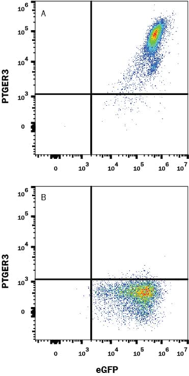 HEK293 human embryonic kidney cell line transfected with either (A) human PTGER3 or (B) irrelevant protein, and eGFP was stained with Mouse Anti-Human PTGER3 Monoclonal Antibody (Catalog # MAB10243) followed by Allophycocyanin-conjugated Anti-Mouse IgG Secondary Antibody (Catalog # F0101B). Quadrant markers were set based on control antibody staining (Catalog # MAB002). View our protocol for Staining Membrane-associated Proteins.