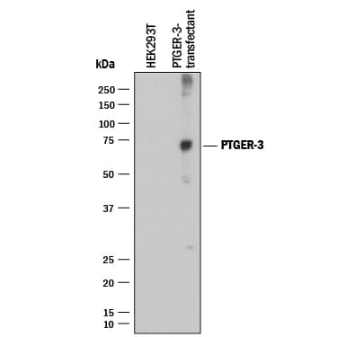 Western blot shows lysates of HEK293T human embryonic kidney cell line either mock transfected or transfected with human PTGER3. PVDF membrane was probed with 2 µg/mL of Mouse Anti-Human PTGER3 Monoclonal Antibody (Catalog # MAB10243) followed by HRP-conjugated Anti-Mouse IgG Secondary Antibody (Catalog # HAF018). A specific band was detected for PTGER3 at approximately 73 kDa (as indicated). This experiment was conducted under reducing conditions and using Immunoblot Buffer Group 1.
