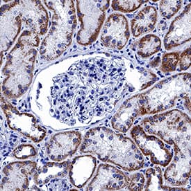 Immunohistochemistry Prostaglandin E Synthase 2/PTGES2 Antibody (998012) [Unconjugated]
