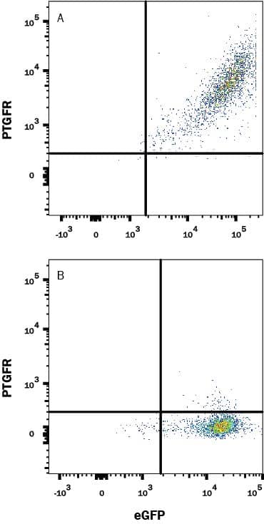 HEK293 human embryonic kidney cell line transfected with (A) human PTGFR or (B) irrelevant transfectants and eGFP was stained with Mouse Anti-Human PTGFR Monoclonal Antibody (Catalog # MAB10294) followed by APC-conjugated Anti-Mouse IgG Secondary Antibody (Catalog # F0101B). Quadrant markers were set based on control antibody staining (Catalog # MAB002). View our protocol for Staining Membrane-associated Proteins.