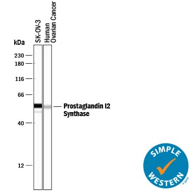 Simple Western Prostaglandin I2 Synthase Antibody (852307) [Unconjugated]