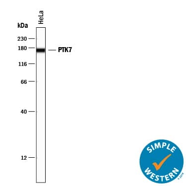 Simple Western PTK7/CCK4 Antibody [Unconjugated]
