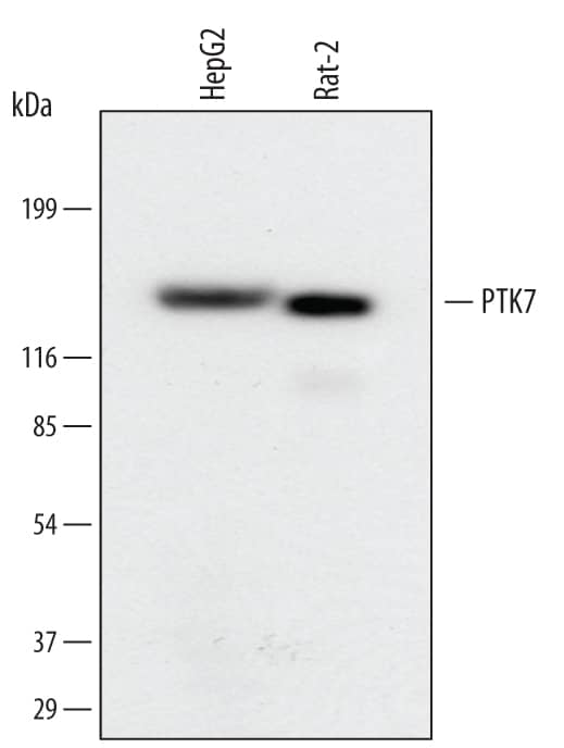 Western blot shows lysates of HepG2 human hepatocellular carcinoma cell line and Rat-2 rat embryonic fibroblast cell line. PVDF membrane was probed with 1 µg/mL of Mouse Anti-Human/Rat PTK7/CCK4 Monoclonal Antibody (Catalog # MAB4499) followed by HRP-conjugated Anti-Mouse IgG Secondary Antibody (Catalog # HAF007). A specific band was detected for PTK7/CCK4 at approximately 160 kDa (as indicated). This experiment was conducted under reducing conditions and using Immunoblot Buffer Group 1.