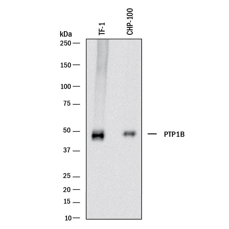 Western blot shows lysates of TF-1 human erythroleukemic cell line and CHP-100 human neuroblastoma cell line. PVDF membrane was probed with 0.5 µg/mL of Goat Anti-Human/Mouse/Rat PTP1B Antigen Affinity-purified Polyclonal Antibody (Catalog # AF13661) followed by HRP-conjugated Anti-Goat IgG Secondary Antibody (Catalog # HAF017). A specific band was detected for PTP1B at approximately 50 kDa (as indicated). This experiment was conducted under reducing conditions and using Immunoblot Buffer Group 1.