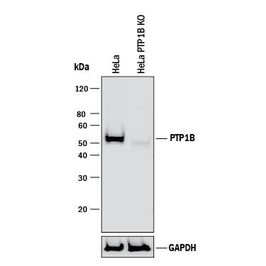 <b>Genetic Strategies Validation. </b>Western blot shows lysates of HeLa human cervical epithelial carcinoma parental cell line and PTP1B knockout HeLa cell line (KO). PVDF membrane was probed with 0.3 µg/mL of Goat Anti-Human PTP1B Antigen Affinity-purified Polyclonal Antibody (Catalog # AF13662) followed by HRP-conjugated Anti-Goat IgG Secondary Antibody (Catalog # HAF017). A specific band was detected for PTP1B at approximately 52 kDa (as indicated) in the parental HeLa cell line, but is not detectable in knockout HeLa cell line. GAPDH (Catalog # AF5718) is shown as a loading control. This experiment was conducted under reducing conditions and using Immunoblot Buffer Group 1.