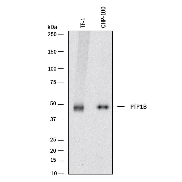 Western blot shows lysates of TF-1 human erythroleukemic cell line and CHP-100 human neuroblastoma cell line. PVDF membrane was probed with 0.05 µg/mL of Goat Anti-Human PTP1B Antigen Affinity-purified Polyclonal Antibody (Catalog # AF13662) followed by HRP-conjugated Anti-Goat IgG Secondary Antibody (Catalog # HAF017). A specific band was detected for PTP1B at approximately 50 kDa (as indicated). This experiment was conducted under reducing conditions and using Immunoblot Buffer Group 1.