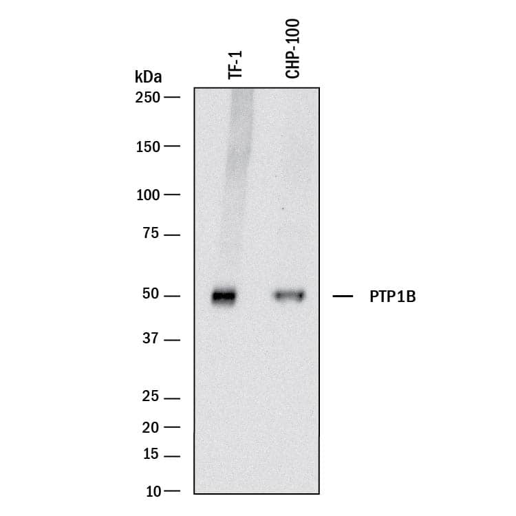 Western Blot PTP1B/PTPN1 Antibody [Unconjugated]