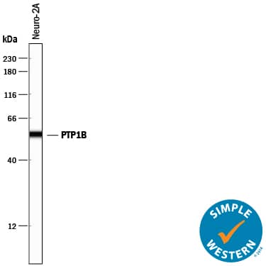 Simple Western PTP1B/PTPN1 Antibody [Unconjugated]