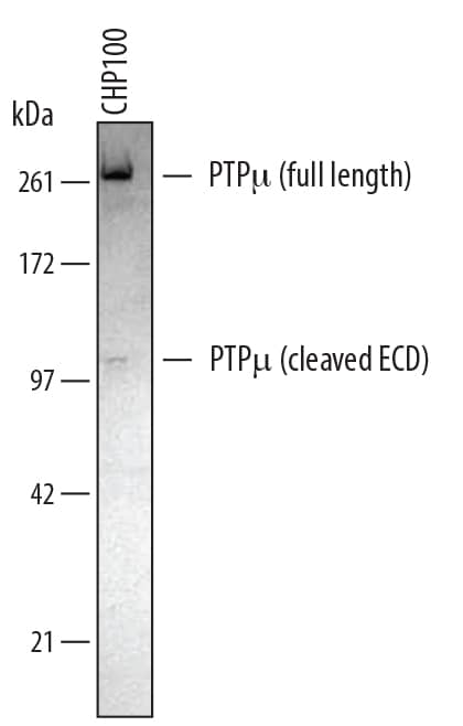 Western Blot PTP mu/PTPRM Antibody (436502)