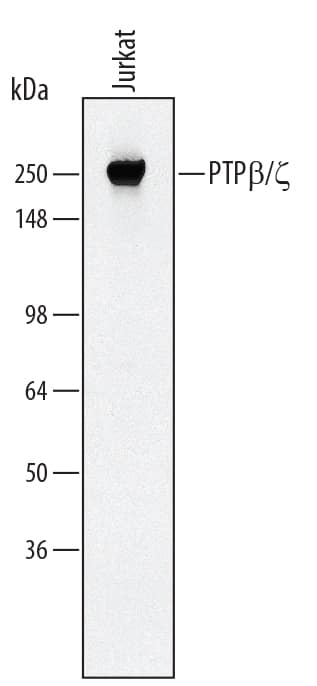 Western Blot PTP beta/zeta/PTPRZ Antibody (279244)