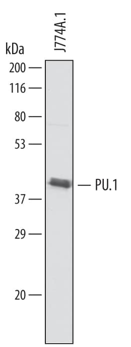 Western blot shows lysates of J774A.1 mouse reticulum cell sarcoma macrophage cell line. PVDF membrane was probed with 1 µg/mL of Sheep Anti-Mouse PU.1/Spi-1 Antigen Affinity-purified Polyclonal Antibody (Catalog # AF7124) followed by HRP-conjugated Anti-Sheep IgG Secondary Antibody (Catalog # HAF016). A specific band was detected for PU.1/Spi-1 at approximately 40 kDa (as indicated). This experiment was conducted under reducing conditions and using Immunoblot Buffer Group 1.