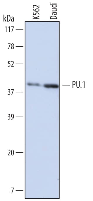 Western blot shows lysates of K562 human chronic myelogenous leukemia cell line and Daudi human Burkitt's lymphoma cell line. PVDF membrane was probed with 2 µg/mL of Mouse Anti-Human PU.1/Spi-1 Monoclonal Antibody (Catalog # MAB5870) followed by HRP-conjugated Anti-Mouse IgG Secondary Antibody (Catalog # HAF007). A specific band was detected for PU.1/Spi-1 at approximately 40 kDa (as indicated). This experiment was conducted under reducing conditions and using Immunoblot Buffer Group 1.