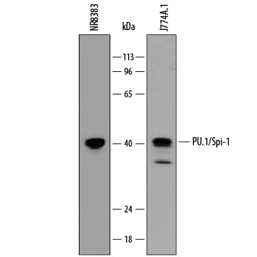 Western Blot PU.1/Spi-1 Antibody (823123)
