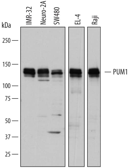 Western blot shows lysates of IMR-32 human neuroblastoma cell line, Neuro-2A mouse neuroblastoma cell line, SW480 human colorectal adenocarcinoma cell line, EL-4 mouse lymphoblast cell line, and Raji human Burkitt's lymphoma cell line. PVDF membrane was probed with 1 µg/mL of Sheep Anti-Human/Mouse PUM1 Antigen Affinity-purified Polyclonal Antibody (Catalog # AF7628) followed by HRP-conjugated Anti-Sheep IgG Secondary Antibody (Catalog # HAF016). Specific bands were detected for PUM1 at approximately 130-140 kDa (as indicated). This experiment was conducted under reducing conditions and using Immunoblot Buffer Group 1.