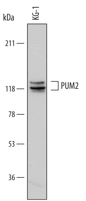 Western blot shows lysates of KG-1 human acute myelogenous leukemia cell line. PVDF membrane was probed with 2 µg/mL of Mouse Anti-Human PUM2 Monoclonal Antibody (Catalog # MAB7415) followed by HRP-conjugated Anti-Mouse IgG Secondary Antibody (Catalog # HAF018). Specific bands were detected for PUM2 at approximately 115-130 kDa (as indicated). This experiment was conducted under reducing conditions and using Immunoblot Buffer Group 1.
