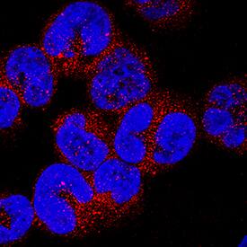 Immunocytochemistry PVRIG Antibody (969102) [Unconjugated]