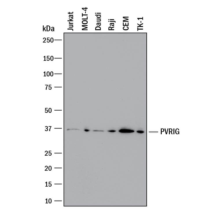 Western Blot PVRIG Antibody (969102) [Unconjugated]