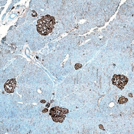 Immunohistochemistry Pancreatic Polypeptide/PP Antibody [Unconjugated]