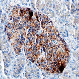 Immunohistochemistry Pancreatic Polypeptide/PP Antibody (548416) [Unconjugated]
