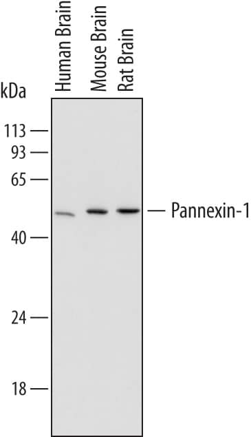 Western Blot Pannexin-1 Antibody (720505)