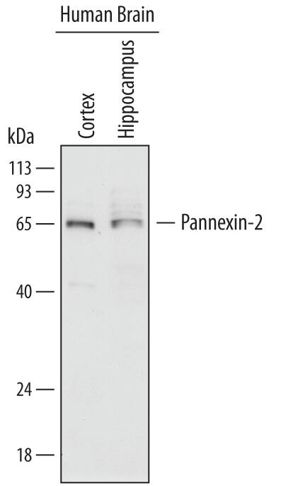 Western Blot Pannexin-2 Antibody (719406)