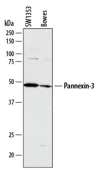 Western Blot Pannexin-3 Antibody (788905)