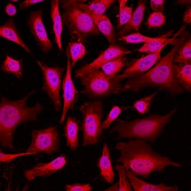 Park7/DJ-1 was detected in immersion fixed HeLa human cervical epithelial carcinoma cell line using Goat Anti-Human/Mouse Park7/DJ-1 Antigen Affinity-purified Polyclonal Antibody (Catalog # AF3668) at 10 µg/mL for 3 hours at room temperature. Cells were stained using the NorthernLights™ 557-conjugated Anti-Goat IgG Secondary Antibody (red; Catalog # NL001) and counterstained with DAPI (blue). Specific staining was localized to cytoplasm. View our protocol for Fluorescent ICC Staining of Cells on Coverslips.
