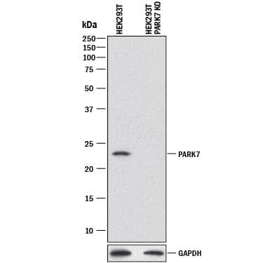 <b>Genetic Strategies Validation. </b>Western blot shows lysates of HEK293T human embryonic kidney parental cell line and Park7 knockout HEK293T cell line (KO). PVDF membrane was probed with 0.5 µg/mL of Goat Anti-Human/Mouse Park7/DJ-1 Antigen Affinity-purified Polyclonal Antibody (Catalog # AF3668) followed by HRP-conjugated Anti-Goat IgG Secondary Antibody (Catalog # HAF017). A specific band was detected for Park7/DJ-1 at approximately 23 kDa (as indicated) in the parental HEK293T cell line, but is not detectable in knockout HEK293T cell line. GAPDH (Catalog # AF5718) is shown as a loading control. This experiment was conducted under reducing conditions and using Immunoblot Buffer Group 1.
