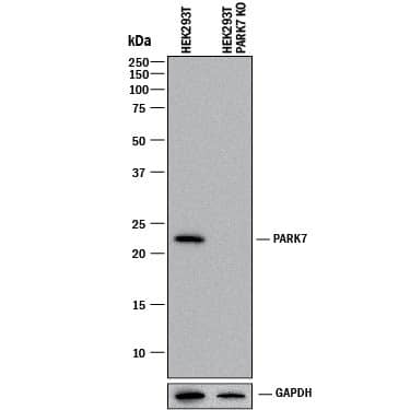 Knockout Validated Park7/DJ-1 Antibody [Unconjugated]
