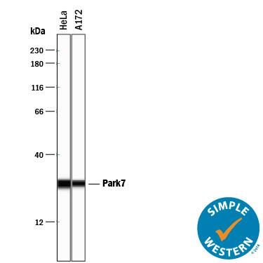 Simple Western Park7/DJ-1 Antibody [Unconjugated]