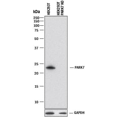 <b>Genetic Strategies Validation. </b>Western blot shows lysates of HEK293T human embryonic kidney parental cell line and Park7 knockout HEK293T cell line (KO). PVDF membrane was probed with 1 µg/mL of Mouse Anti-Human/Mouse/Rat Park7/DJ-1 Monoclonal Antibody (Catalog # MAB39951) followed by HRP-conjugated Anti-Mouse IgG Secondary Antibody (Catalog # HAF018). A specific band was detected for Park7/DJ-1 at approximately 23 kDa (as indicated) in the parental HEK293T cell line, but is not detectable in knockout HEK293T cell line. GAPDH (MAB5718) is shown as a loading control. This experiment was conducted under reducing conditions and using Immunoblot Buffer Group 1.