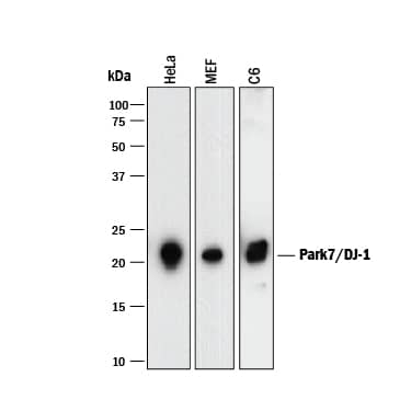 Western blot shows lysates of HeLa human cervical epithelial carcinoma cell line, MEF mouse embryonic feeder cells, and C6 rat glioma cell line. PVDF membrane was probed with 1 µg/mL of Mouse Anti-Human/Mouse/Rat Park7/DJ-1 Monoclonal Antibody (Catalog # MAB39951) followed by HRP-conjugated Anti-Mouse IgG Secondary Antibody (HAF018). A specific band was detected for Park7/DJ-1 at approximately 22 kDa (as indicated). This experiment was conducted under reducing conditions and using Immunoblot Buffer Group 1.