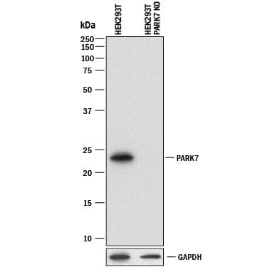 <b>Genetic Strategies Validation. </b>Western blot shows lysates of HEK293T human embryonic kidney parental cell line and Park7 knockout HEK293T cell line (KO). PVDF membrane was probed with 0.5 µg/mL of Rat Anti-Human Park7/DJ-1 Monoclonal Antibody (Catalog # MAB3995) followed by HRP-conjugated Anti-Rat IgG Secondary Antibody (Catalog # HAF005). A specific band was detected for Park7/DJ-1 at approximately 23 kDa (as indicated) in the parental HEK293T cell line, but is not detectable in knockout HEK293T cell line. GAPDH (Catalog # MAB5718) is shown as a loading control. This experiment was conducted under reducing conditions and using Immunoblot Buffer Group 1.