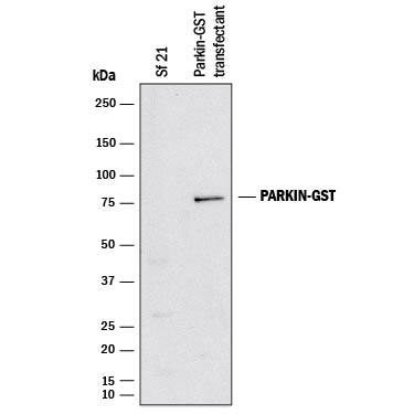 Western blot shows lysates of Sf 21 S. frugiperda insect ovarian cell line mock transfected or transfected GST tagged Parkin. PVDF membrane was probed with 2 µg/mL of Goat Anti-Human Parkin Antigen Affinity-purified Polyclonal Antibody (Catalog # AF1438) followed by HRP-conjugated Anti-Goat IgG Secondary Antibody (Catalog # HAF017). A specific band was detected for GST tagged Parkin at approximately 75 kDa (as indicated). This experiment was conducted under reducing conditions and using Immunoblot Buffer Group 1.