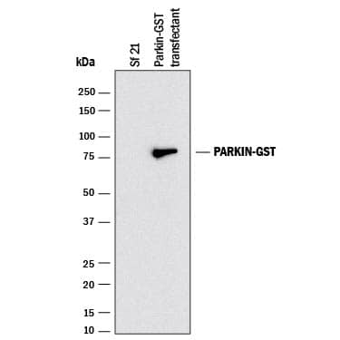 Western blot shows lysates ofSf21S. frugiperdainsect ovarian cell line mock transfected or transfected with GST tagged Parkin. PVDF membrane was probed with 2 µg/mL of Mouse Anti-Human Parkin Monoclonal Antibody (Catalog # MAB14381) followed by HRP-conjugated Anti-Mouse IgG Secondary Antibody (Catalog # HAF018). A specific band was detected for GST tagged Parkin at approximately 75 kDa (as indicated). This experiment was conducted under reducing conditions and using Immunoblot Buffer Group 1.