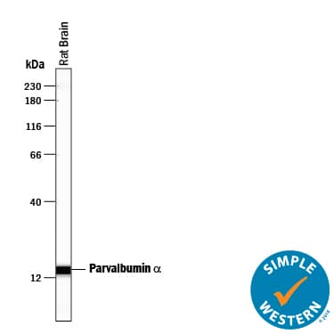 Simple Western lane view shows lysates of rat brain tissue, loaded at 0.2 mg/mL. A specific band was detected for Parvalbumin a at approximately 15 kDa (as indicated) using 50 µg/mL of Sheep Anti-Human/Mouse/Rat Parvalbumin a Antigen Affinity-purified Polyclonal Antibody (Catalog # AF5058) followed by 1:50 dilution of HRP-conjugated Anti-Sheep IgG Secondary Antibody (Catalog # HAF016) . This experiment was conducted under reducing conditions and using the 12-230 kDa separation system.