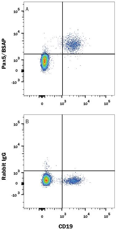 Human peripheral blood mononuclear cells (PBMCs) were stained with Mouse Anti-Human CD19 APC-conjugated Monoclonal Antibody (FAB4867A) and either (A) Rabbit Anti-Human/Mouse Pax5/BSAP Monoclonal Antibody (Catalog # MAB3487) or (B) Normal Rabbit IgG Control (MAB1050) followed by Phycoerythrin-conjugated Anti-Rabbit IgG Secondary Antibody (F0110). To facilitate intracellular staining, cells were fixed and permeabilized with FlowX FoxP3 Fixation & Permeabilization Buffer Kit (FC012). View our protocol for Staining Intracellular Molecules.