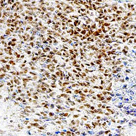 Immunohistochemistry Pax5/BSAP Antibody (1207C) [Unconjugated]