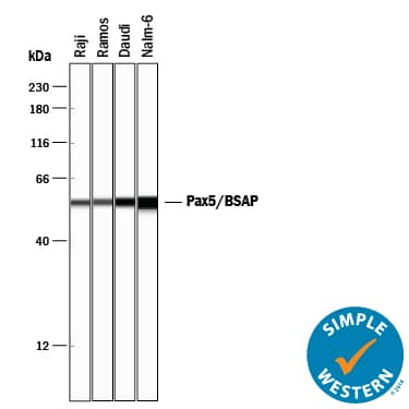 Simple Western Pax5/BSAP Antibody (1207C) [Unconjugated]