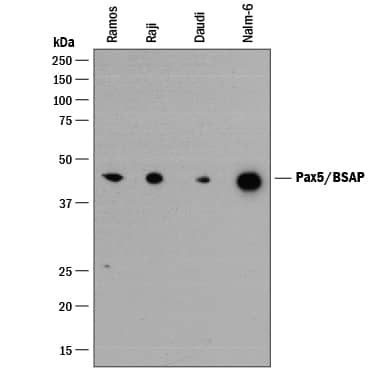 Western blot shows lysates of Raji human Burkitt's lymphoma cell line, Ramos human Burkitt's lymphoma cell line, Daudi human Burkitt's lymphoma cell line, and Nalm-6 human Pre-B acute lymphocytic leukemia cell line. PVDF membrane was probed with 0.1 µg/mL of Rabbit Anti-Human/Mouse Pax5/BSAP Monoclonal Antibody (Catalog # MAB3487) followed by HRP-conjugated Anti-Rabbit IgG Secondary Antibody (HAF008). A specific band was detected for Pax5/BSAP at approximately 42 kDa (as indicated). This experiment was conducted under reducing conditions and using Immunoblot Buffer Group 1.