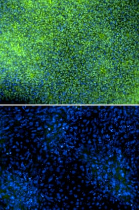 Immunocytochemistry Pax6 Antibody [Unconjugated]